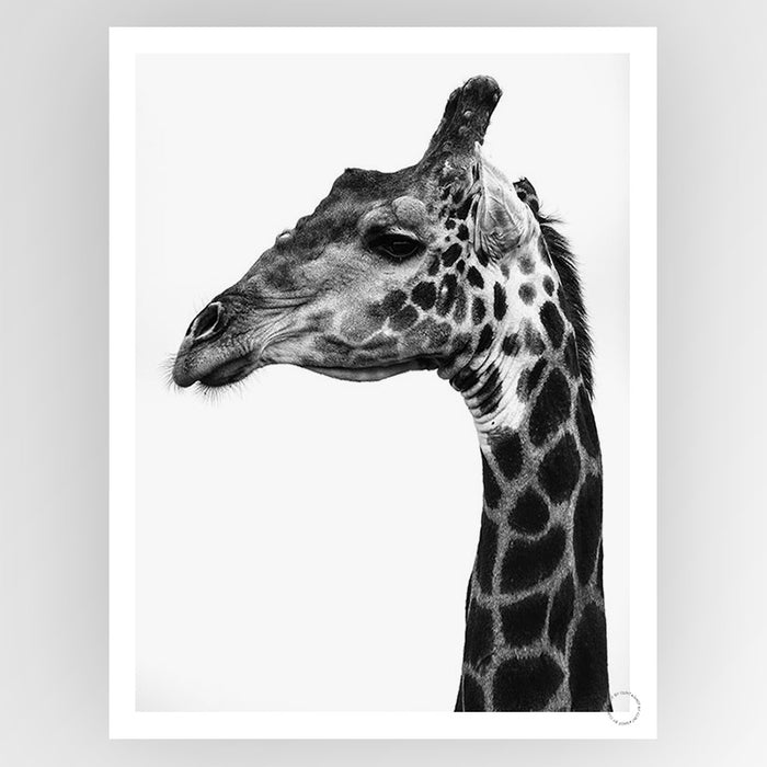 Super Safari 1 Art Print - KNUS