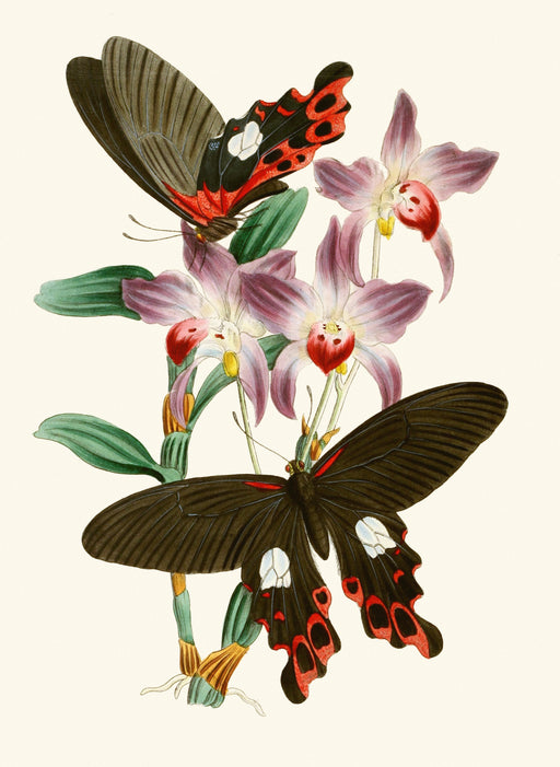 The Cabinet of Oriental Entomology Pl III (1848) Art Print - KNUS