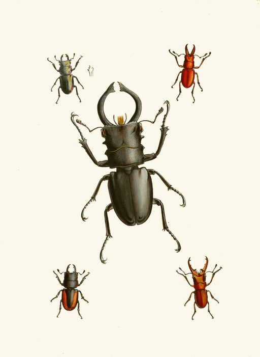 The Cabinet of Oriental Entomology Pl IX (1848) Art Print - KNUS