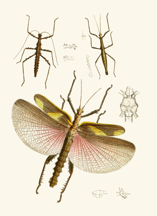 The Cabinet of Oriental Entomology Pl VIII(1848) Art Print - KNUS