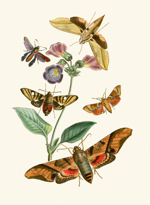 The Cabinet of Oriental Entomology Pl VII (1848) Art Print - KNUS