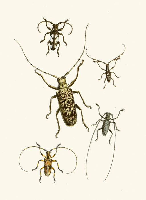 The Cabinet of Oriental Entomology Pl VI (1848) Art Print - KNUS