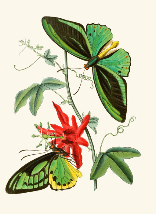 The Cabinet of Oriental Entomology Pl XII(1848) Art Print- KNUS