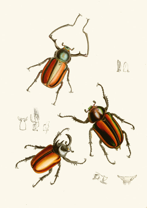 The Cabinet of Oriental Entomology Pl XIV (1848) Art Print - KNUS