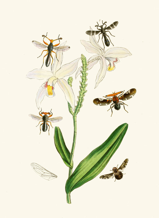 The Cabinet of Oriental Entomology Pl XIX (1848) Art Print - KNUS