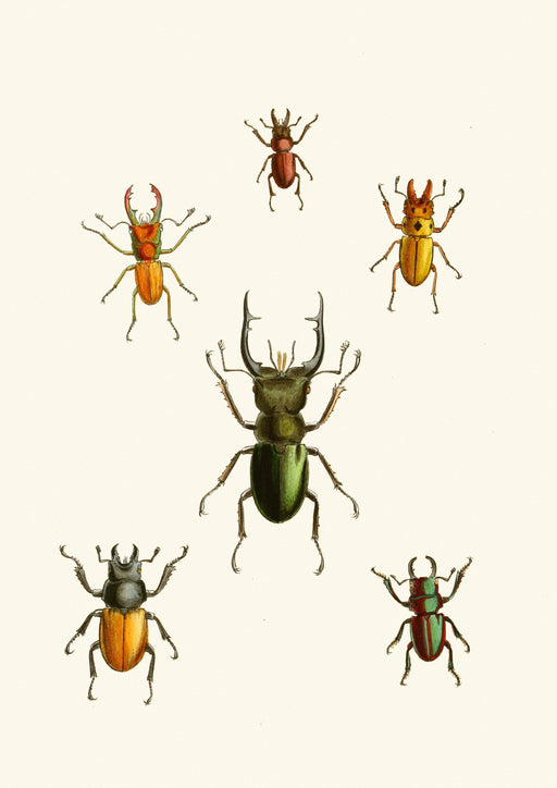 The Cabinet of Oriental Entomology Pl XI (1848) Art Print - KNUS