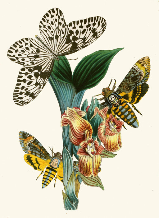 The Cabinet of Oriental Entomology Pl XLI (1848) Art Print - KNUS