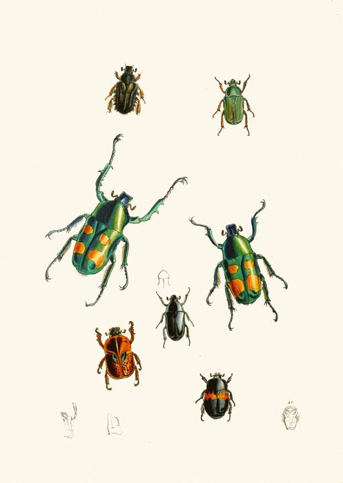 The Cabinet of Oriental Entomology Pl XVIII (1848) Art Print - KNUS