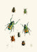 The Cabinet of Oriental Entomology Pl XVIII (1848) Art Print - KNUS