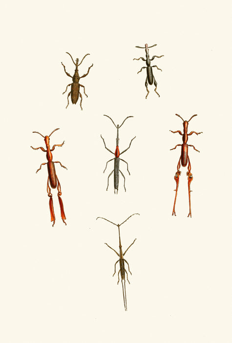 The Cabinet of Oriental Entomology Pl XVI (1848) Art Print - KNUS