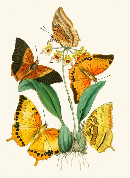 The Cabinet of Oriental Entomology Pl XXII(1848) Art Print - KNUS