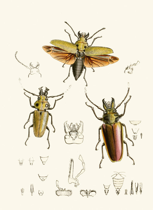 The Cabinet of Oriental Entomology Pl XXIV (1848) Art Print - KNUS