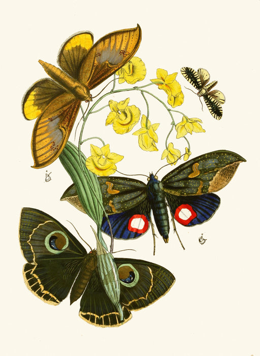 The Cabinet of Oriental Entomology Pl XXIX (1848) Art Print - KNUS
