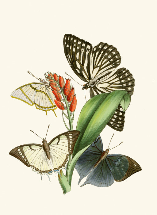 The Cabinet of Oriental Entomology Pl XXVIII (1848) Art Print - KNUS