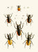 The Cabinet of Oriental Entomology Pl XXVII (1848) Art Print - KNUS