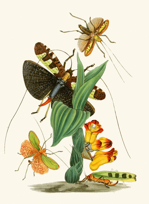 The Cabinet of Oriental Entomology Pl XXVI (1848) Art Print - KNUS