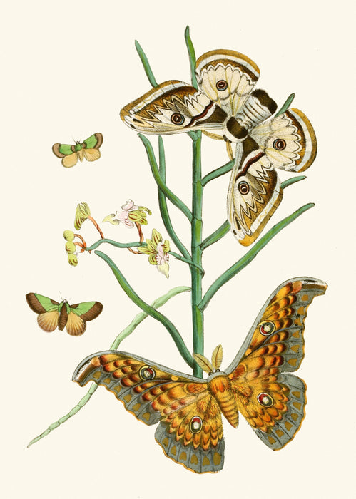 The Cabinet of Oriental Entomology Pl XXV (1848) Art Print - KNUS