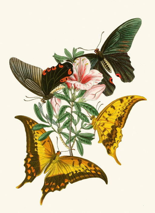 The Cabinet of Oriental Entomology Pl XXXII (1848) Art Print - KNUS