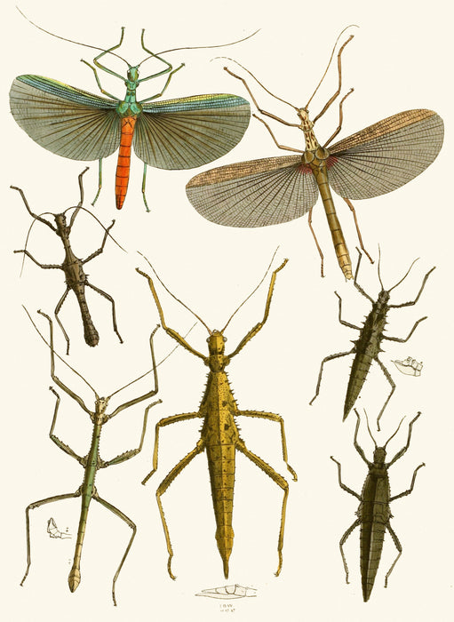 The Cabinet of Oriental Entomology Pl XXXIX (1848)Art Print - KNUS
