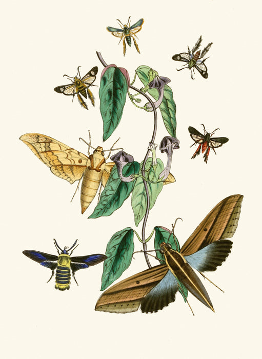 The Cabinet of Oriental Entomology Pl XXXI (1848) Art Print - KNUS
