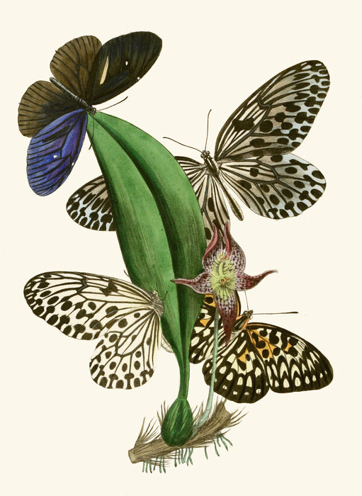 The Cabinet of Oriental Entomology Pl XXXVIII (1848) Art Print - KNUS