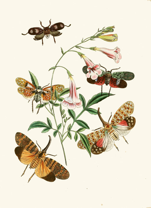 The Cabinet of Oriental Entomology Pl XXXVII (1848) Art Print - KNUS