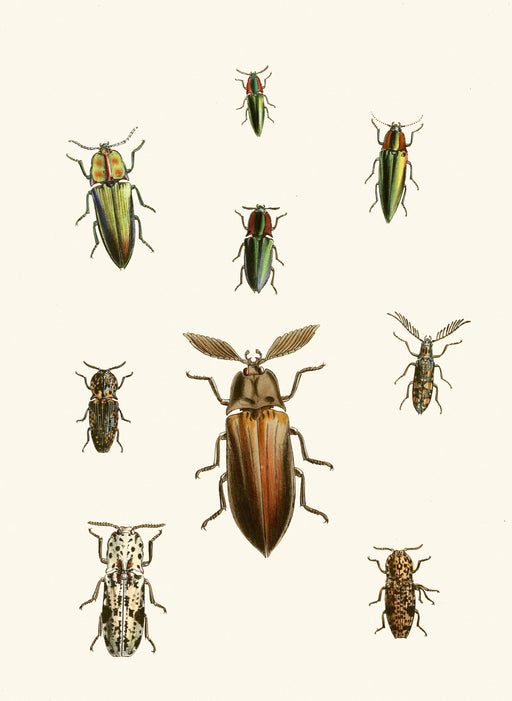 The Cabinet of Oriental Entomology Pl XXXVI (1848) Art Print - KNUS
