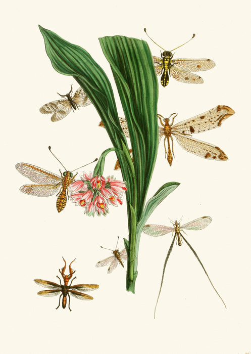 The Cabinet of Oriental Entomology Pl XXXV (1848) Art Print - KNUS