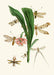 The Cabinet of Oriental Entomology Pl XXXV (1848) Art Print - KNUS