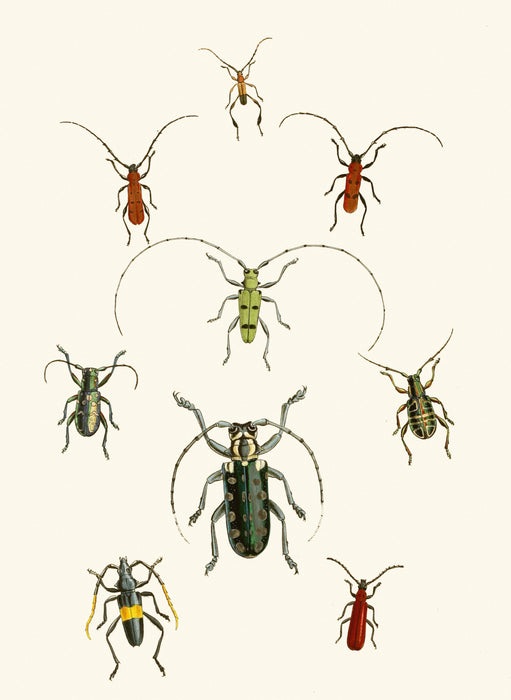 The Cabinet of Oriental Entomology Pl XXX (1848) Art Print - KNUS