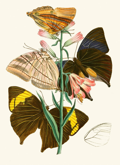 The Cabinet of Oriental Entomology Pl XX (1848) Art Print - KNUS