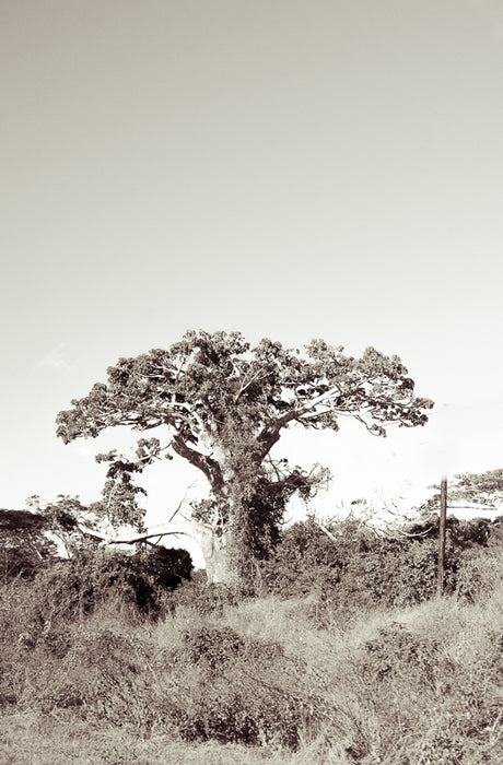 The Lone Baobab Art Print