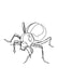 Toktokkie Beetle Single Line Art Print - KNUS