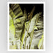 Traveller's Palm Art Print - KNUS