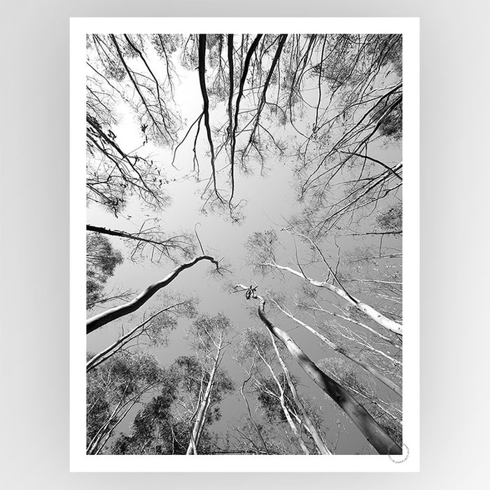 Tree Study 12 Art Print - KNUS