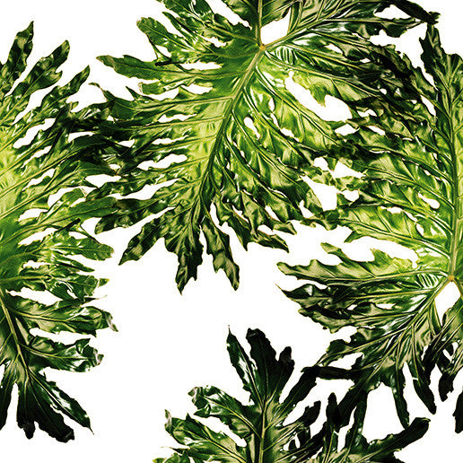 Split-leaf Philodendron Wallpaper