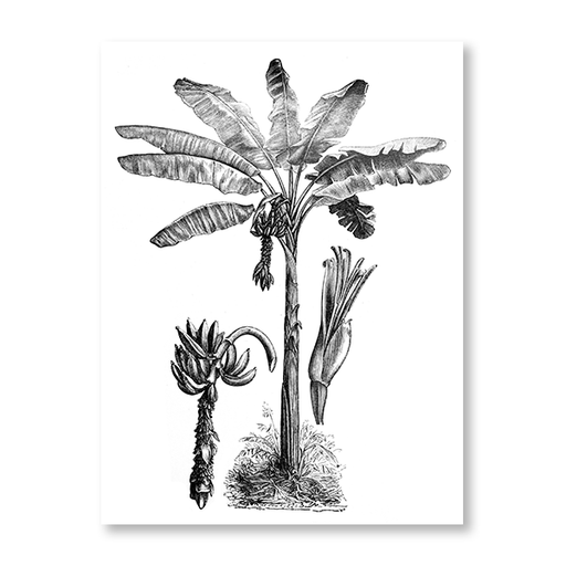 Banana Tree Etching Art Print - KNUS
