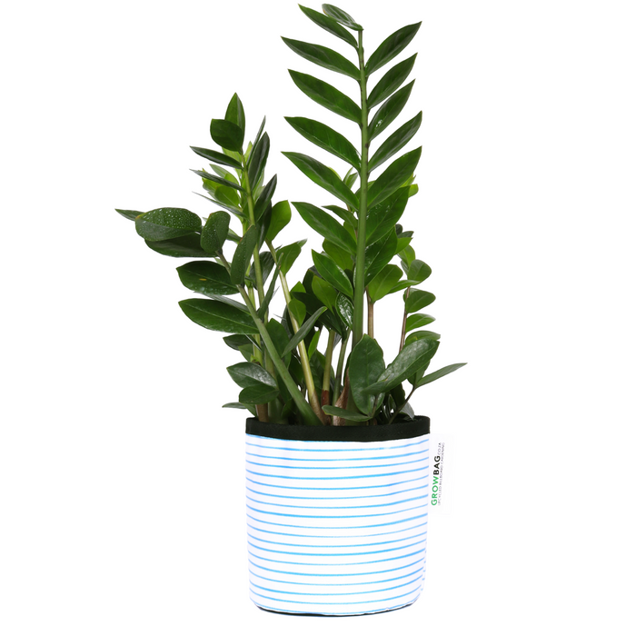 Blue Stripy planter Small - KNUS