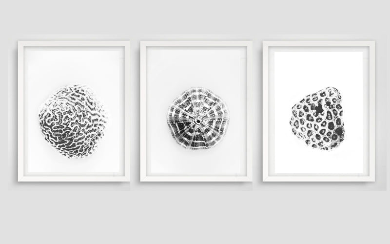 Shelled Urchin Art Print